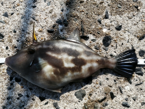 カワハギの釣果