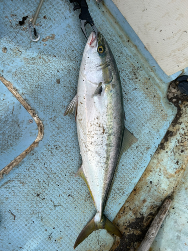 イナダの釣果