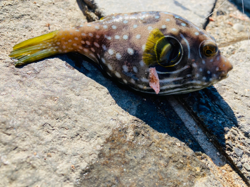 フグの釣果