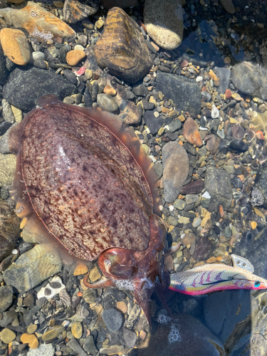 シリヤケイカの釣果