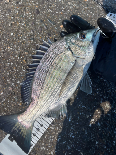 チヌの釣果