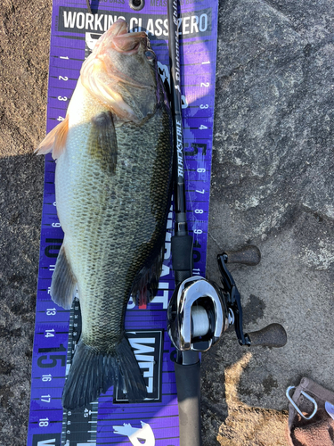 ブラックバスの釣果