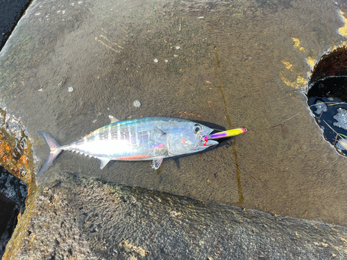 カンパチの釣果