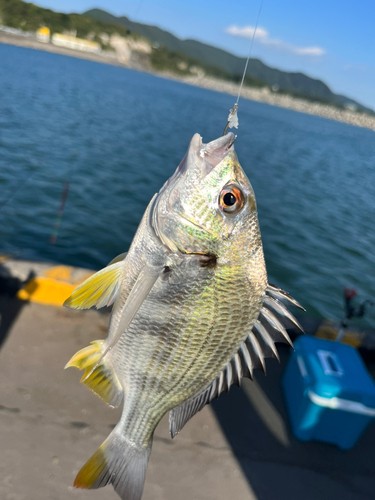 キビレの釣果