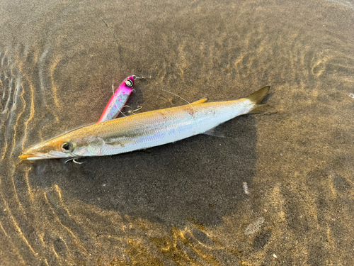 カマスの釣果