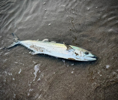 サゴシの釣果