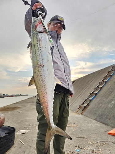 サゴシの釣果