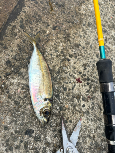 マアジの釣果