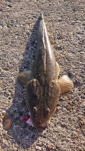 マゴチの釣果