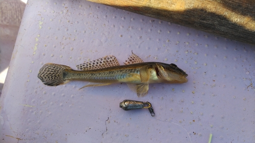 マハゼの釣果