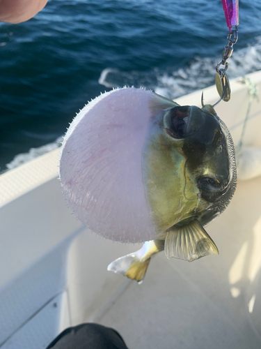 フグの釣果