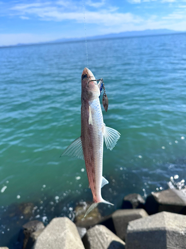 エソの釣果