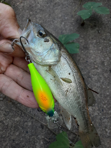 ラージマウスバスの釣果