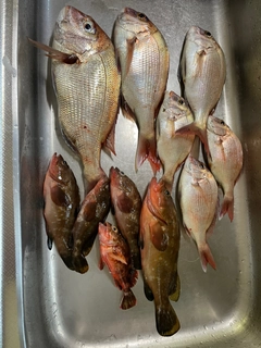 タイの釣果