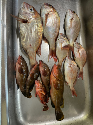 タイの釣果