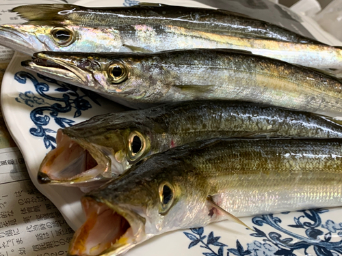 カマスの釣果