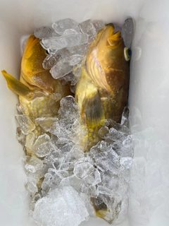 アオハタの釣果