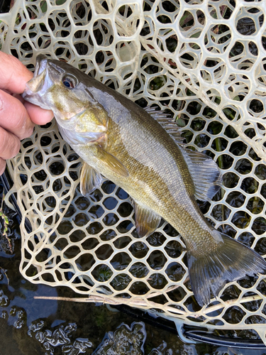 スモールマウスバスの釣果