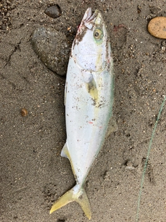 ワカシの釣果