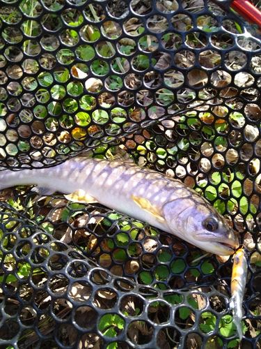 アメマスの釣果