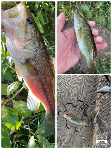 ブラックバスの釣果