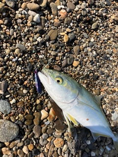 ワカシの釣果