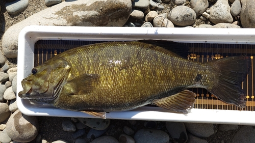 スモールマウスバスの釣果