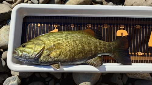 スモールマウスバスの釣果