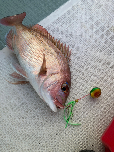 マダイの釣果