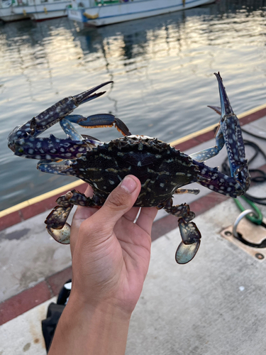 タイワンガザミの釣果