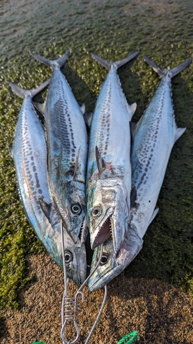 サゴシの釣果