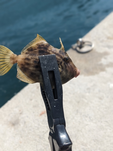 カワハギの釣果