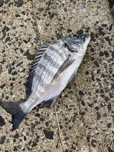 クロダイの釣果