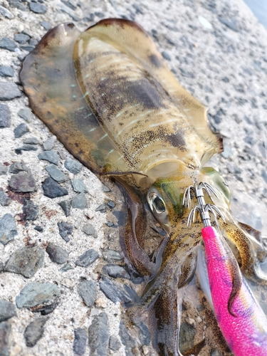 アオリイカの釣果