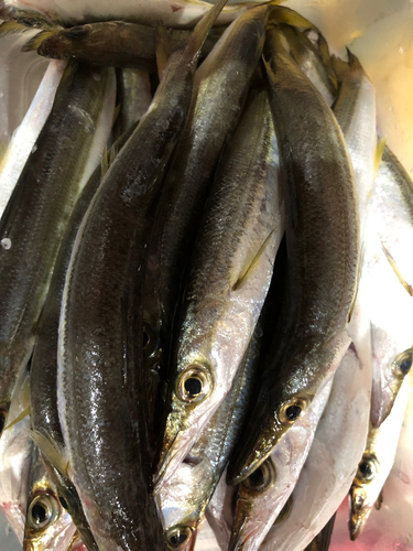 カマスの釣果