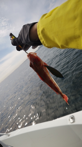 ホウボウの釣果