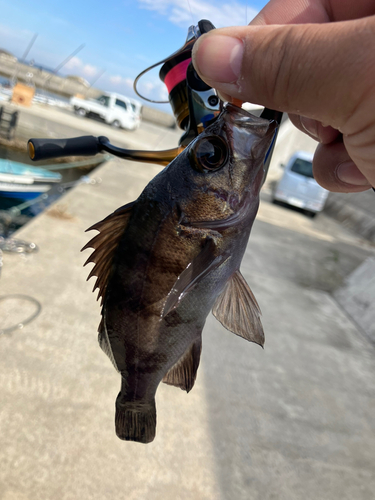 クロメバルの釣果