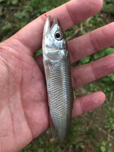 ハスの釣果