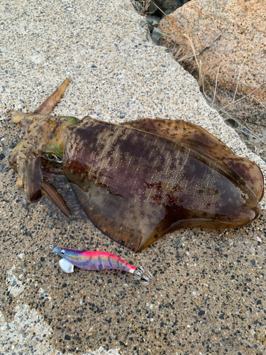 アオリイカの釣果