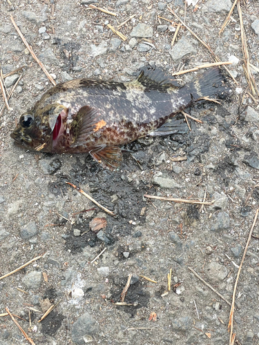 ムラソイの釣果