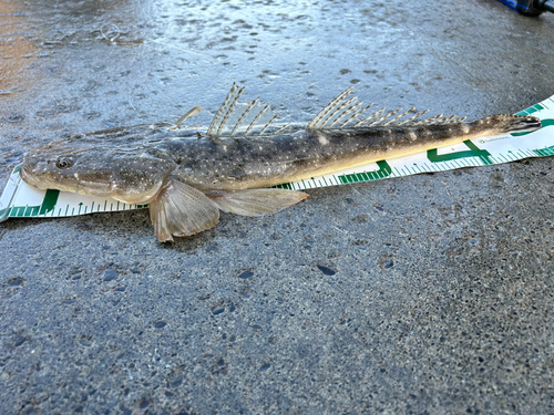 マゴチの釣果