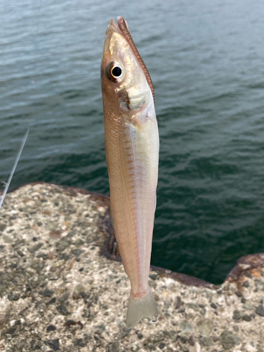 キスの釣果