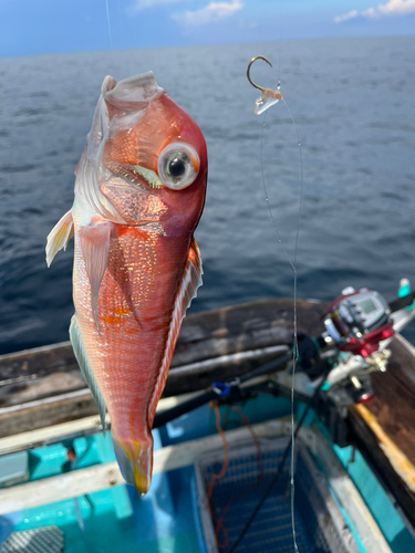 アマダイの釣果