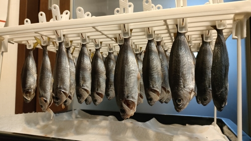 タカベの釣果