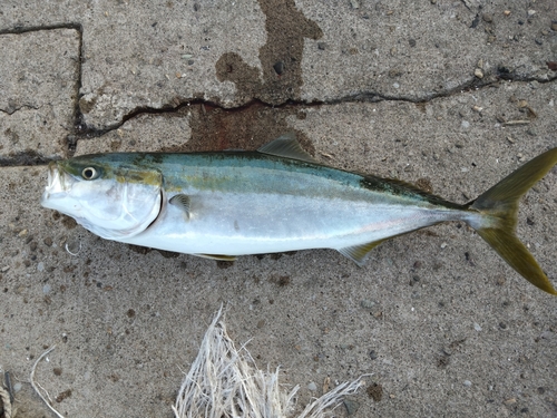 ブリの釣果