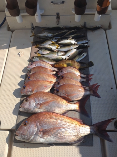 タイの釣果