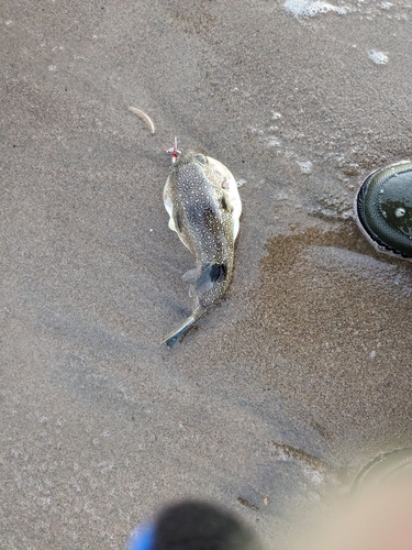 ショウサイフグの釣果