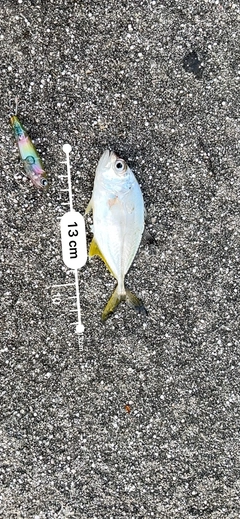 ギンガメアジの釣果