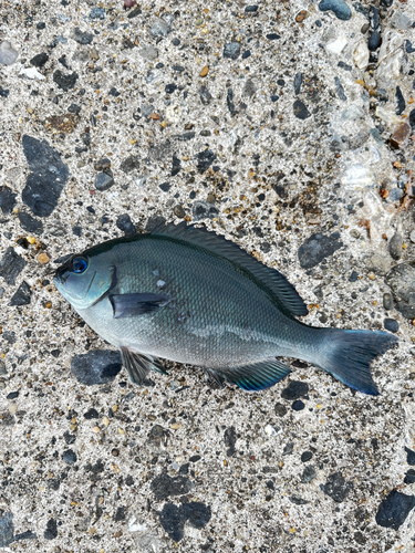 メジナの釣果