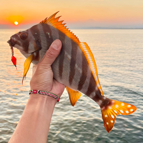 タカノハダイの釣果